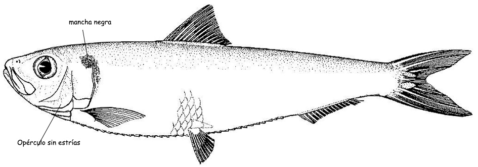 Sardinella aurita_01.jpg